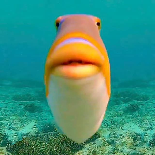 Fish